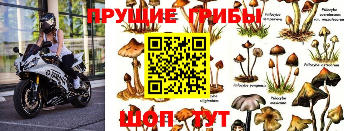 Псилоцибиновые грибы ЛСД  Вход с VPN  Новоалександровск 